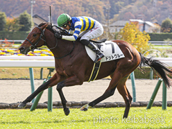 カラーパネル2022年11月19日福島5R 2歳新馬(ドットクルー)