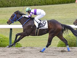 カラーパネル2022年11月20日阪神2R 2歳未勝利(ウイニンググレイス)