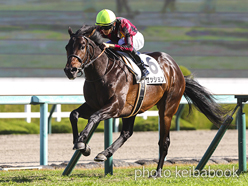 カラーパネル2022年11月27日阪神3R 2歳未勝利(セッション)