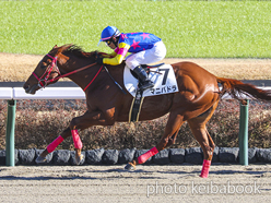 カラーパネル2022年12月24日中山7R 2歳1勝クラス(マニバドラ)