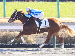 カラーパネル2023年1月8日中山2R 3歳未勝利(ドレミファニー)