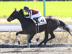 カラープリント(アルミ枠なし)2023年3月19日中山1R 3歳未勝利(スウィーヴェモワ)