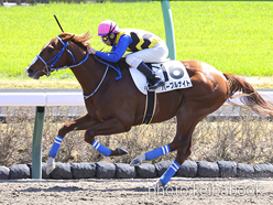 カラーパネル2023年3月19日中山3R 3歳未勝利(パープルナイト)