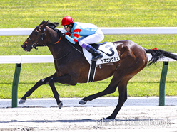 カラープリント(アルミ枠付き)2023年4月23日京都6R 3歳1勝クラス(ヤマニンウルス)