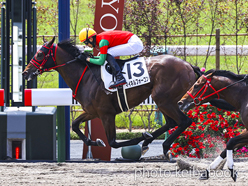 カラープリント(アルミ枠付き)2023年5月20日京都2R 3歳未勝利(マイネルフォーコン)