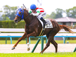 カラープリント(アルミ枠なし)2023年5月27日京都3R 3歳未勝利(ブルーウィン)