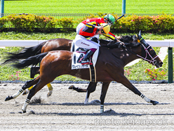 カラープリント(アルミ枠付き)2023年6月4日東京1R 3歳未勝利(グレイウェザーズ)