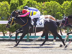 カラープリント(アルミ枠付き)2023年6月25日函館6R 3歳未勝利(フクノブルジュ)