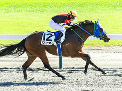 カラープリント(アルミ枠なし)2023年10月22日新潟6R 3歳以上1勝クラス(ワイアウ)