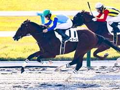 カラープリント(アルミ枠なし)2023年11月4日京都1R 2歳未勝利(スターターン)