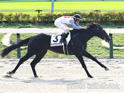 カラーパネル2023年11月5日東京3R 2歳未勝利(ライヴアメデオ)