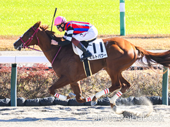 カラープリント(アルミ枠付き)2023年12月10日中山3R 2歳未勝利(ミルトパワー)