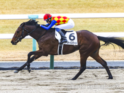 カラープリント(アルミ枠なし)2024年1月6日京都4R 3歳新馬(テーオーパスワード)