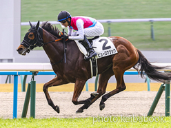 カラープリント(アルミ枠付き)2024年1月6日京都6R 3歳1勝クラス(ピューロマジック)