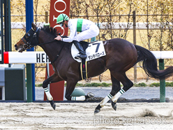 カラープリント(アルミ枠なし)2024年1月6日京都7R 4歳以上1勝クラス(ダンテバローズ)