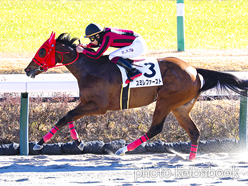 カラーパネル2024年1月8日中山1R 3歳未勝利(スミレファースト)