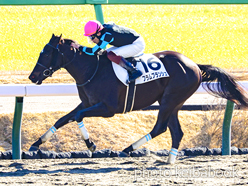 カラーパネル2024年1月14日中山2R 3歳未勝利(フラムブランシュ)