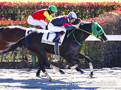 カラーパネル2024年1月27日東京3R 3歳未勝利(クォーツァイト)