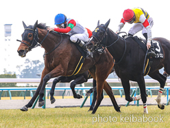 カラーパネル2024年2月11日京都9R 春日特別(ココナッツブラウン)