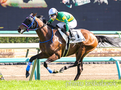 カラーパネル2024年2月24日中山7R 3歳1勝クラス(デビッドテソーロ)