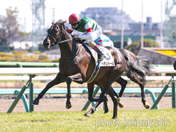 カラープリント(アルミ枠付き)2024年3月9日中山7R 3歳1勝クラス(ヘデントール)