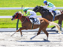 カラーパネル2024年5月11日京都3R 3歳未勝利(ニホンピロゴルディ)