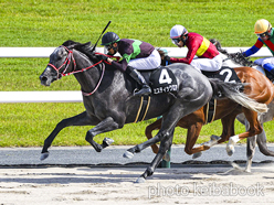 カラープリント(アルミ枠なし)2024年5月25日京都10R 桃山ステークス(ミスティックロア)