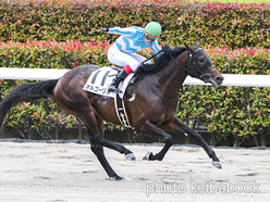 カラーパネル2024年5月25日東京1R 3歳未勝利(オルゴーリオ)