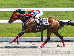 カラーパネル2024年6月1日京都9R 3歳以上1勝クラス(エスカル)