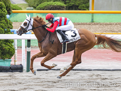 カラープリント(アルミ枠なし)2024年6月16日函館1R 3歳未勝利(タマモプルメリア)