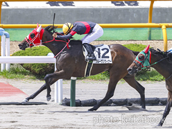 カラープリント(アルミ枠なし)2024年6月30日函館2R 3歳未勝利(プルーヴンウィナー)