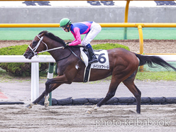 カラーパネル2024年7月6日函館4R 3歳未勝利(メイショウヘール)