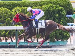 カラーパネル2024年7月13日函館4R 3歳未勝利(タケルゴールド)