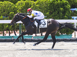 カラープリント(アルミ枠付き)2024年7月14日函館4R 3歳未勝利(ペレグリン)