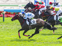 カラーパネル2024年7月14日函館8R 3歳以上1勝クラス(アコルダール)