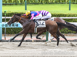 カラープリント(アルミ枠付き)2024年7月20日小倉8R 3歳以上1勝クラス(メイショウフウドウ)