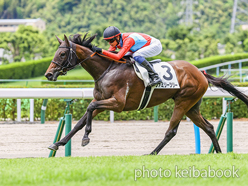 カラーパネル2024年7月21日小倉4R 3歳未勝利(ファミリーツリー)