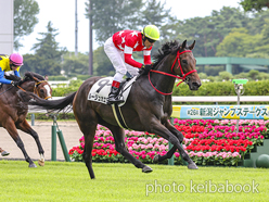 カラーパネル2024年7月27日新潟4R 3歳未勝利(ルージュカエラ)