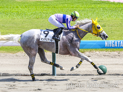 カラーパネル2024年8月10日新潟8R 3歳以上1勝クラス(マンマリアーレ)