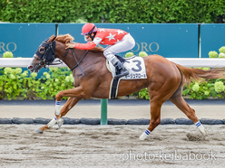 カラーパネル2024年8月17日札幌2R 2歳未勝利(ルージュマローネ)