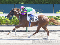 カラープリント(アルミ枠付き)2024年8月25日札幌2R 3歳未勝利(プラムダンディ)