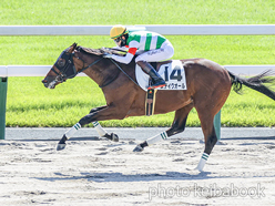 カラープリント(アルミ枠なし)2024年10月6日京都3R 2歳新馬(ステイクオール)