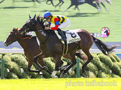 カラーパネル2024年10月12日京都3R 2歳未勝利(ドラゴンブースト)