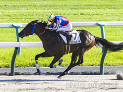 カラープリント(アルミ枠なし)2024年10月12日京都9R 3歳以上2勝クラス(モンブランミノル)