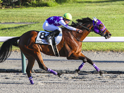 カラーパネル2024年10月12日新潟12R 3歳以上1勝クラス(クリニエールグラス)