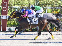 カラープリント(アルミ枠付き)2024年10月13日京都9R 3歳以上1勝クラス(メイショウタイゲイ)