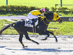 カラーパネル2024年10月14日東京1R 2歳未勝利(ドントゥザムーン)