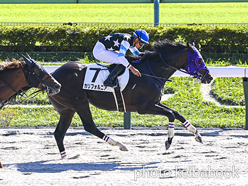 カラープリント(アルミ枠付き)2024年10月14日東京6R 3歳以上1勝クラス(カリフォルニア)