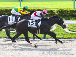 カラーパネル2024年10月19日東京1R 2歳未勝利(アメリカンビーチ)