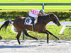 カラーパネル2024年10月20日東京8R 3歳以上1勝クラス(ピコニ)